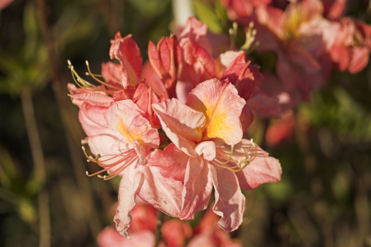 Rhododendron lut.'Cecile', Sommergrüne Azalee 'Cecile' lachsrosa