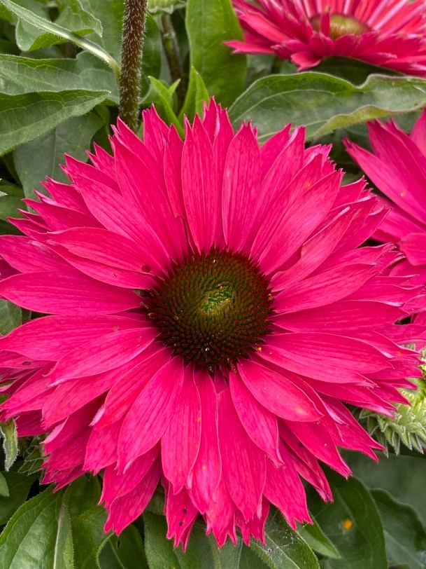 Echinacea 'SunSeekers Sweet Fuchsia', Sonnenhut fuchsia