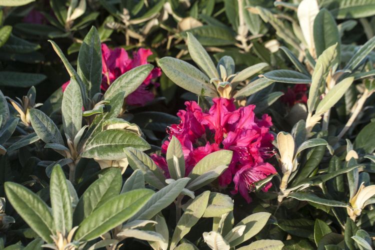 Rhododendron smirnowii 'Weinlese', Rhododendron 'Weinlese' pinkrot