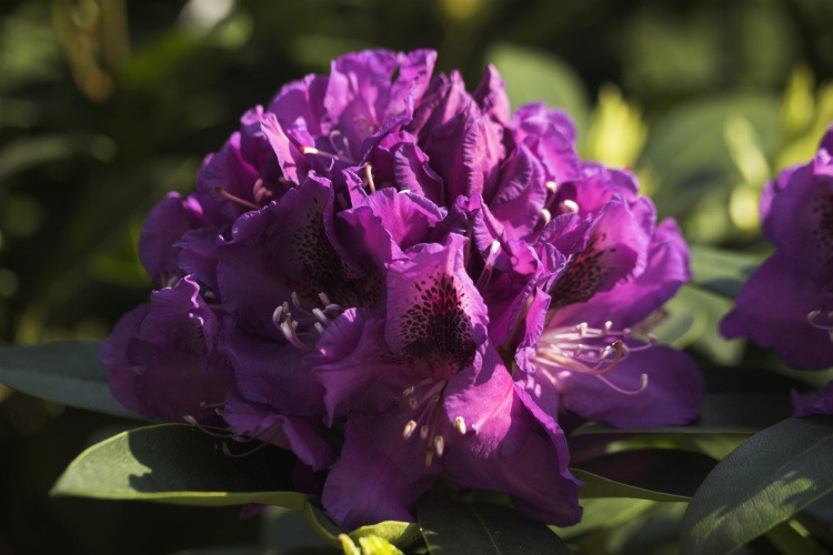 Rhododendron Hybr.'Blue Boy', Rhododendron-Hybride 'Blue Boy' violett