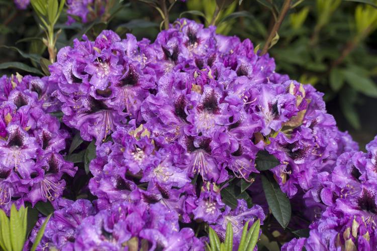 Rhododendron Hybr.'Blaue Jungs', Rhododendron-Hybride 'Blaue lilablau