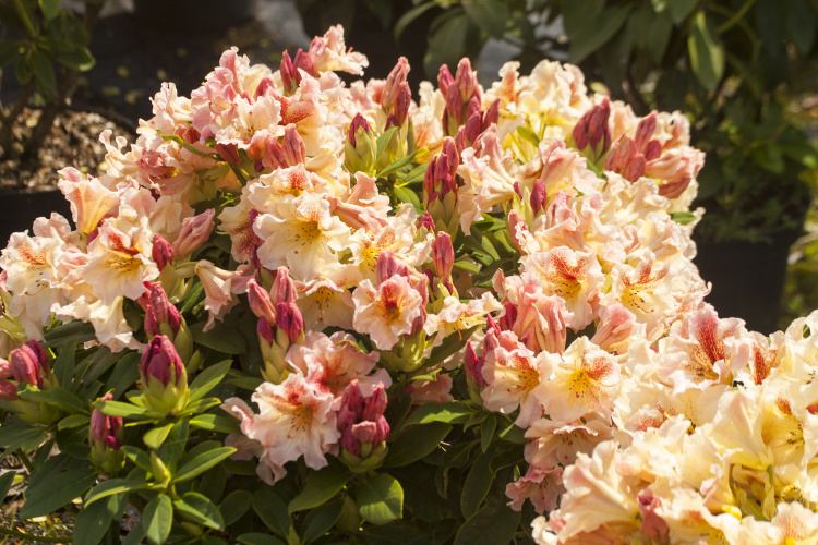 Rhododendron Hybr.'Peggy', Rhododendron-Hybride 'Peggy' cremgelb rose