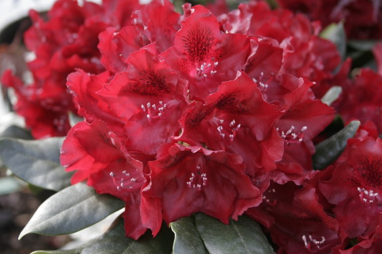 Rhododendron Hybr.'Cherry Kiss'  -R-, Rhododendron-Hybride rot