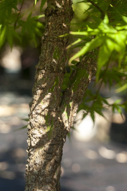 Acer palmatum 'Arakawa', Korkrindenahorn