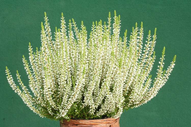 Calluna vulgaris 'White Angie'  -S-, Knospenheide 'White Angie'  -S-