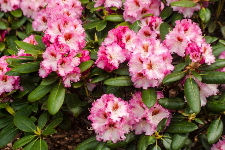 Rhododendron Hybr.'Bohlk.Kronjuwel'  -R-, Rhododendron-Hybride 'Bohlk.Kronjuwel' -R-