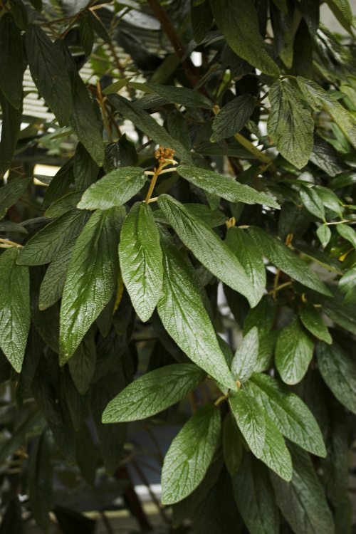 Viburnum rhytidophyllum, Immergr.Zungen-Schneeball