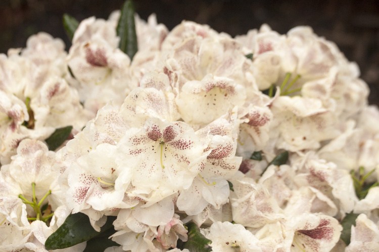 Rhododendron Hybr.'Prinses Maxima', Rhododendron-Hybride 'Prinses Maxima'