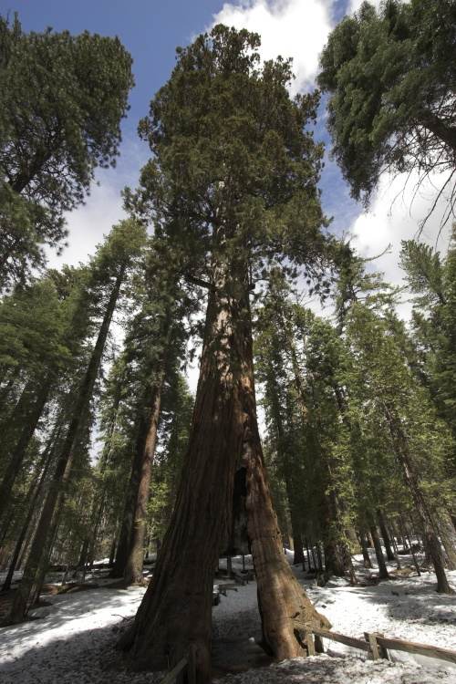Sequoiadendron giganteum, Kalifornischer Mammutbaum