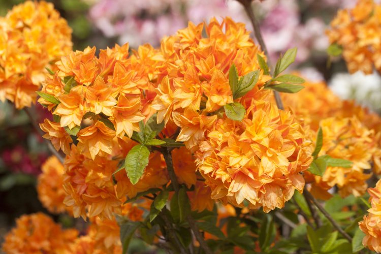 Rhododendron mixtum 'Orangenköpfchen', Rhododendron mixtum orange