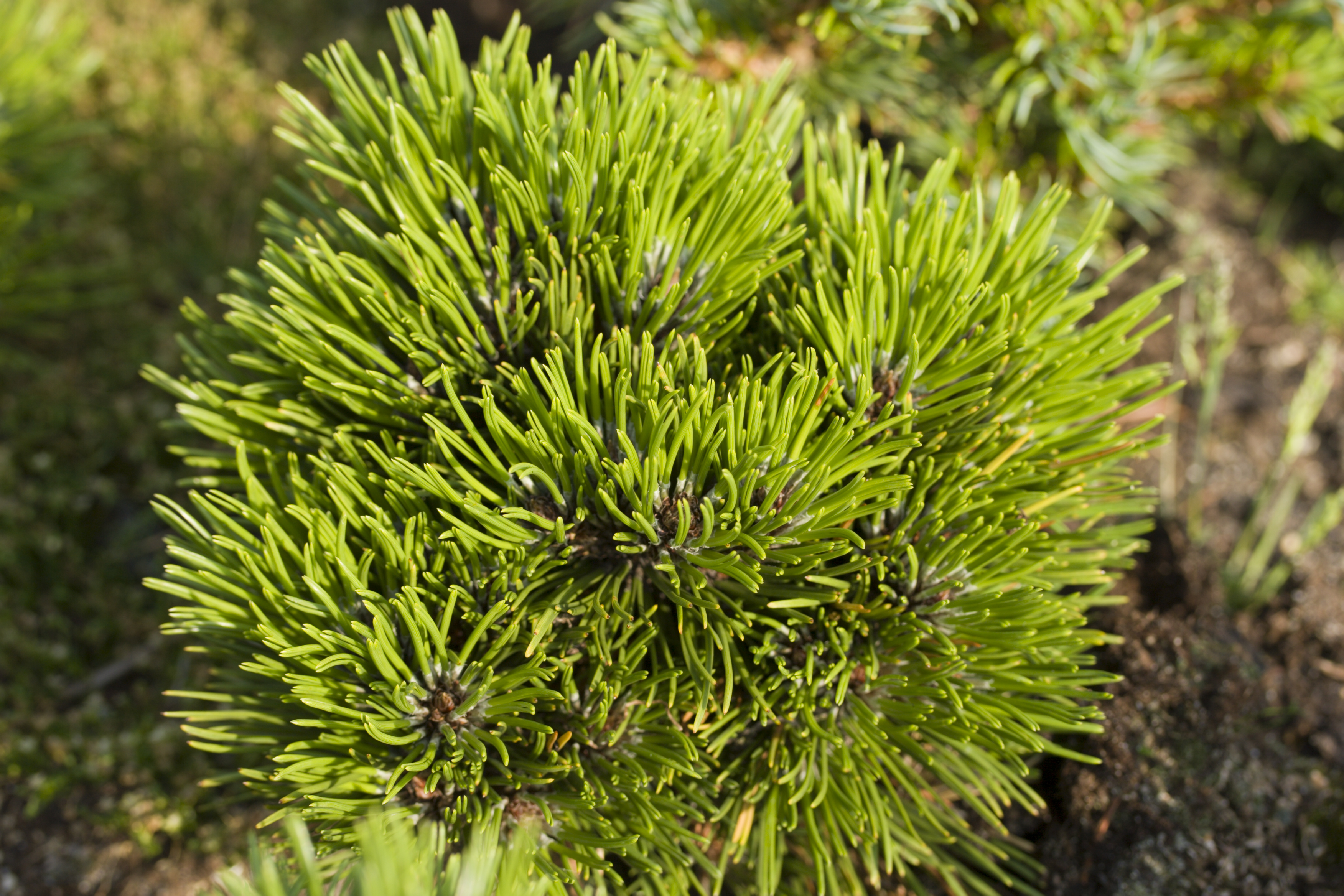 Pinus leucodermis 'Schmidtii', Mini Schlangenhaut Kiefer