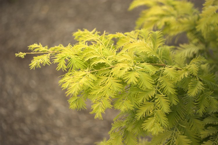 Metasequoia glyptostroboides 'Gold Rush', Chinesisches Rotholz 'Gold Rush'