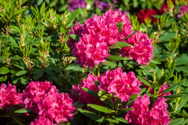 Rhododendron Hybr.'Dr. H. C. Dresselhuys', Rhododendron-Hybride 'Dr.H.C.Dresselhuys'