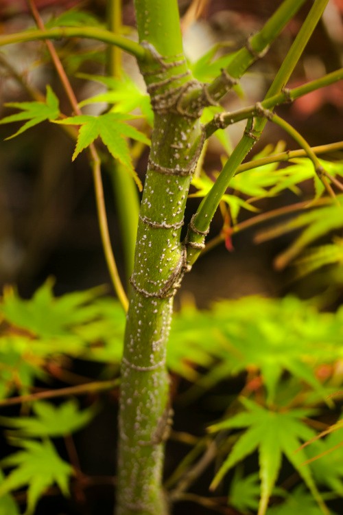 Acer palmatum 'Pine Bark', Fächerahorn 'Pine Bark' Borke