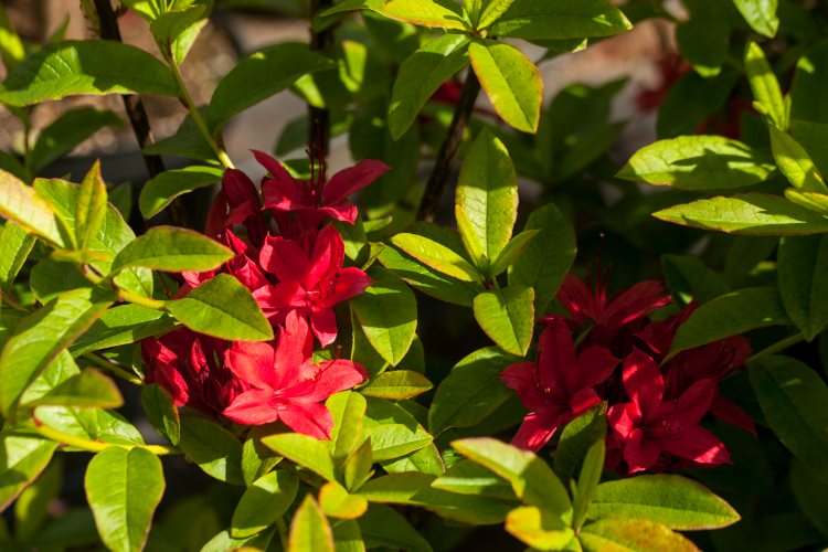 Rhododendron viscosum 'Karminduft', Rhododendron viscosum duftend, karminrot