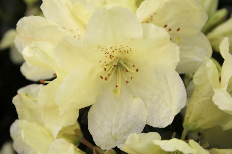 Rhododendron ludlowii 'Wren', Rhododendron ludlowii 'Wren' gelb