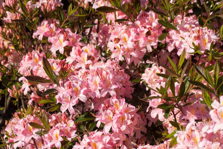 Rhododendron viscosum 'Juniduft', Rhododendron viscosum spät, rosa duftend