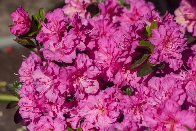Rhododendron obt.'Petticoat'  -R-, Japanische Azalee rosa gefüllt