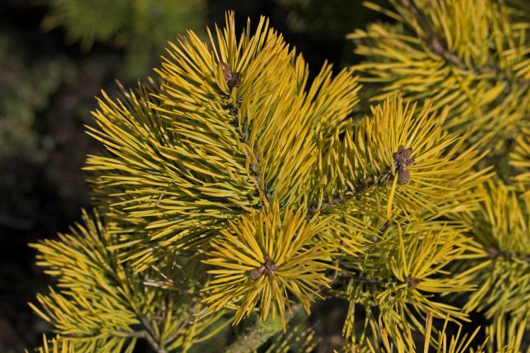 Pinus sylvestris 'Aurea', Gold-Zwergkiefer