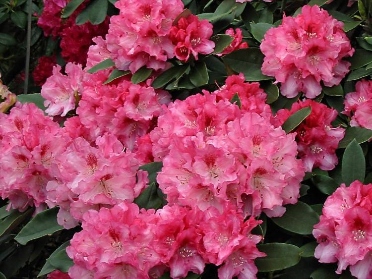 Rhododendron yak.'Tina Heinje', Yaku-Rhododendron rot bis rosarot
