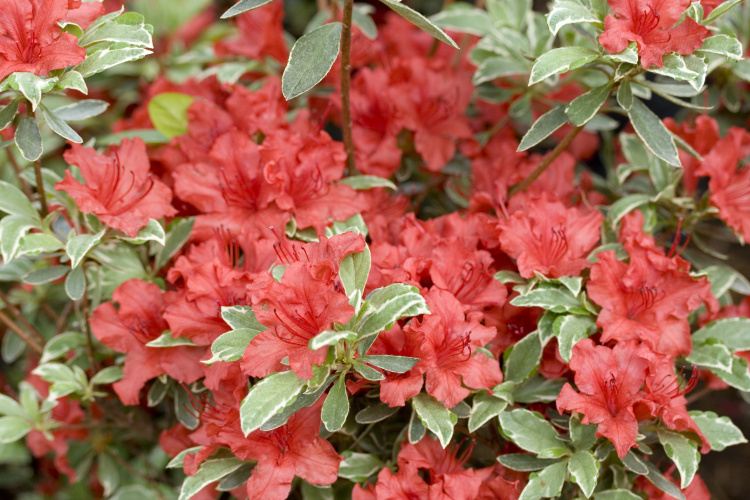 Rhododendron obt.'Hot Shot Variegated', Japanische Azalee weißrandiges Laub