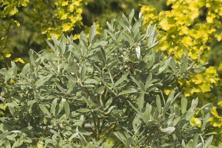 Salix helvetica, Schweizer Weide, kompkat