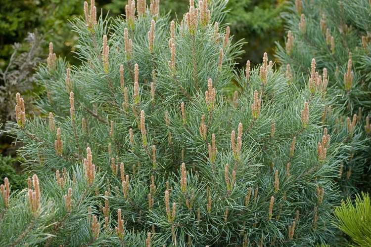 Pinus sylvestris 'Watereri', Silberkiefer, Zwergform