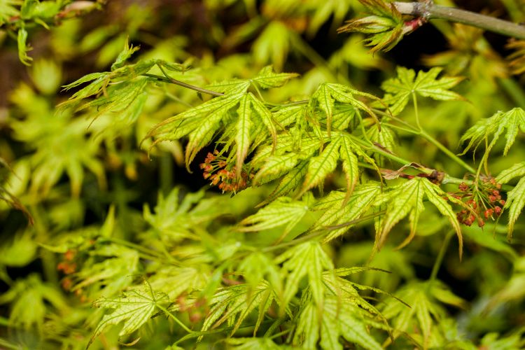 Acer palmatum 'First Ghost', Fächerahorn grün, Farbwechsel