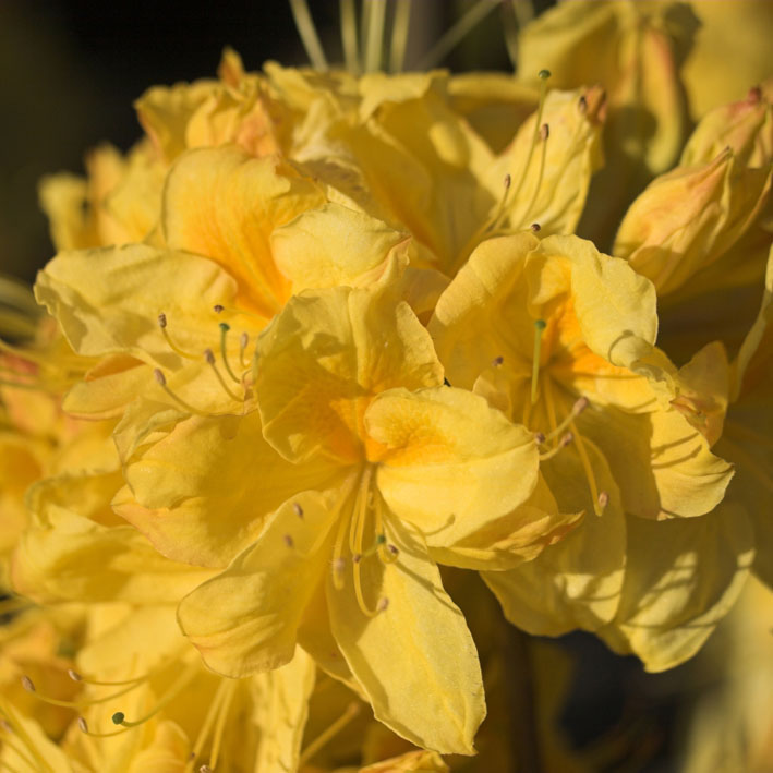 Rhododendron lut.'Golden Sunset', Sommergrüne Azalee goldgelb