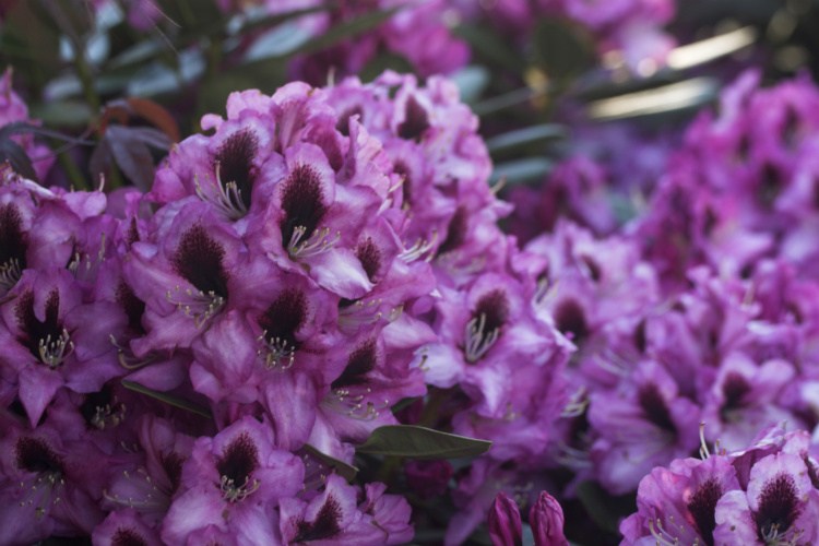 Rhododendron Hybr.'Kokardia'  -R-, Rhododendron-Hybride lila mit Fleck