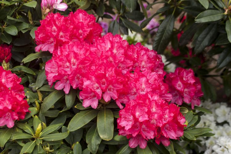 Rhododendron yak.'Astrid'  -S-, Yaku-Rhododendron 'Astrid'  -R- rot
