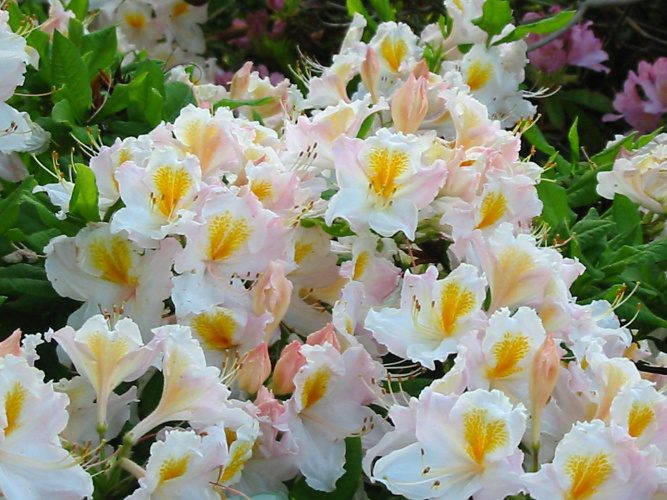 Rhododendron lut.'Möwe', Sommergrüne Azalee weiß mit gelb