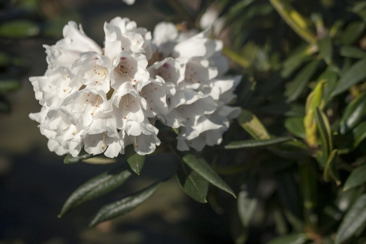 Rhododendron roxieanum 'Blewbury', Rhododendron roxieanum 'Blewbury' weiß