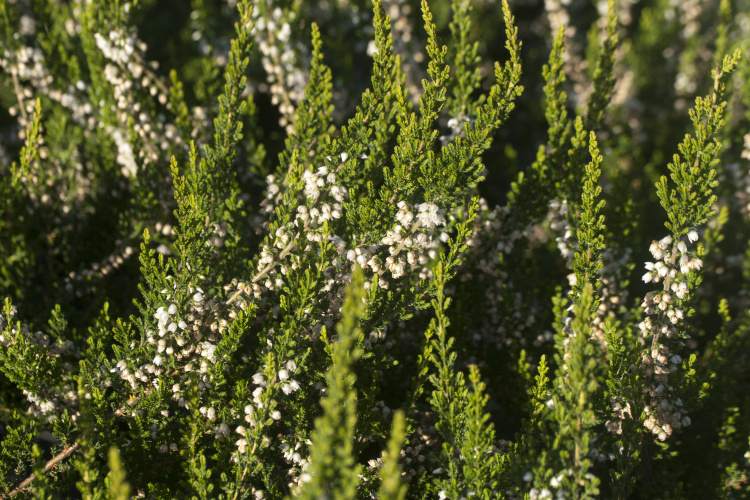 Calluna vulgaris 'Long White', Besenheide 'Long White'
