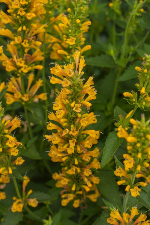 Agastache 'Kudos Yellow', gelbe duftende Blüten