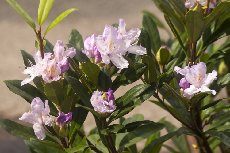 Rhododendron Hybr.'Septembercharme', späte, zart lila Blüte