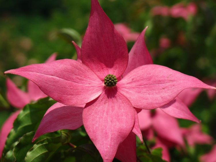 Cornus kousa 'Scarlet Fire'  -R-, Hartriegel mit großen pink farbigen Blüten