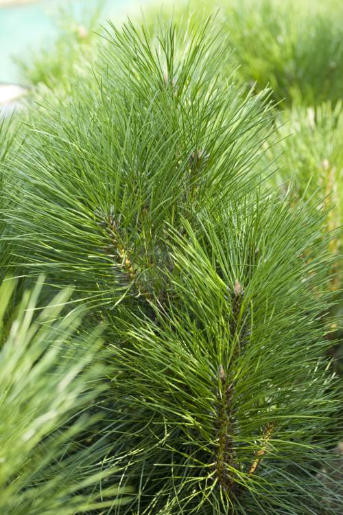 Pinus nigra pyramidata, Säulen-Schwarzkiefer, grüne lange Nadeln