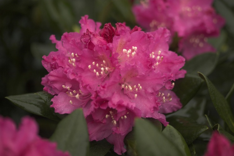 Rhododendron Hybr.'Manuela', Rhododendron-Hybride 'Manuela'