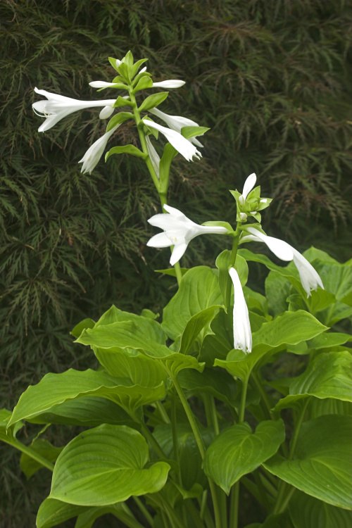 Hosta plantaginea 'Grandiflora', Duftende Garten-Lilien-Funkie