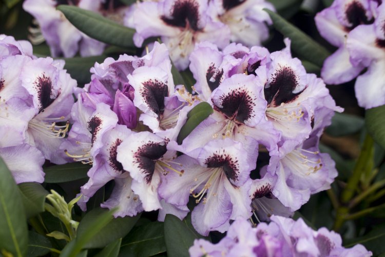 Rhododendron Hybr.'Pinguin', Rhododendron-Hybride 'Pinguin'