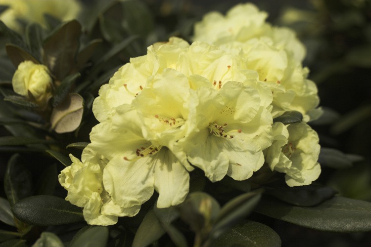 Rhododendron yak.'Lucinda', Yaku-Rhododendron gelb