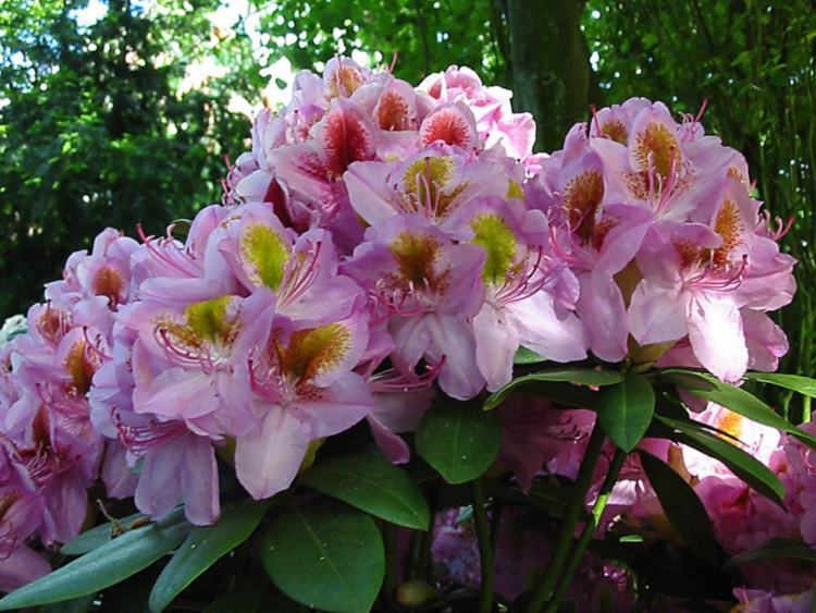 Rhododendron Hybr.'Puccini'  -R-, Rhododendron-Hybride 'Puccini'