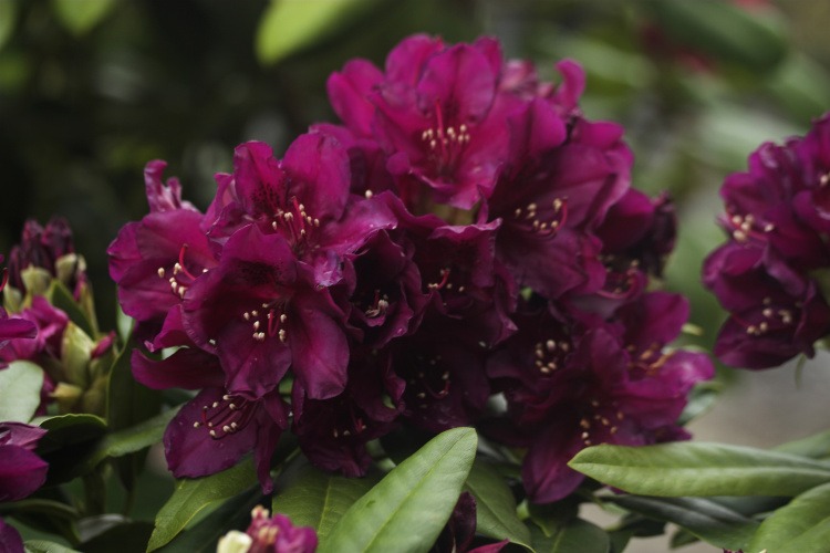 Rhododendron Hybr.'Polarnacht', Rhododendron-Hybride 'Polarnacht' violett