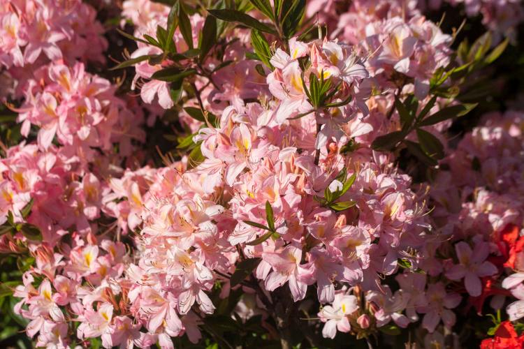 Rhododendron viscosum 'Juniduft', Rhododendron viscosum spät, rosa duftend