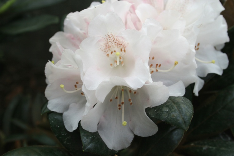 Rhododendron bureavii 'Hydon Velvet', Rhododendron bureavii weiß
