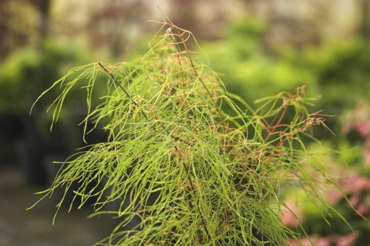 Acer palmatum 'Fairy Hair', Fächerahorn 'Fairy Hair' grün