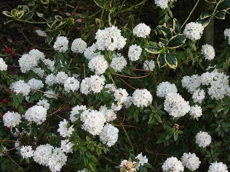 Rhododendron trich.'Schneeflöckchen', Rhododendron trich.'Schneeflöckchen' weiß
