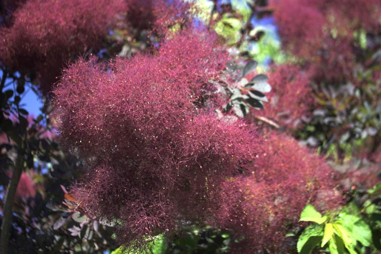 Cotinus coggygria 'Royal Purple', Roter Perückenstrauch 'Royal Purple