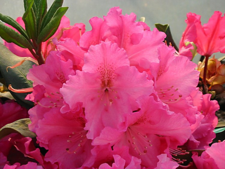 Rhododendron Hybr.'Caruso'  -R-, Rhododendron-Hybride pink